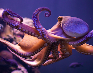 Octopus-2014