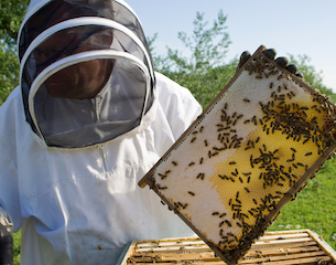 beekeeping-istock-2015