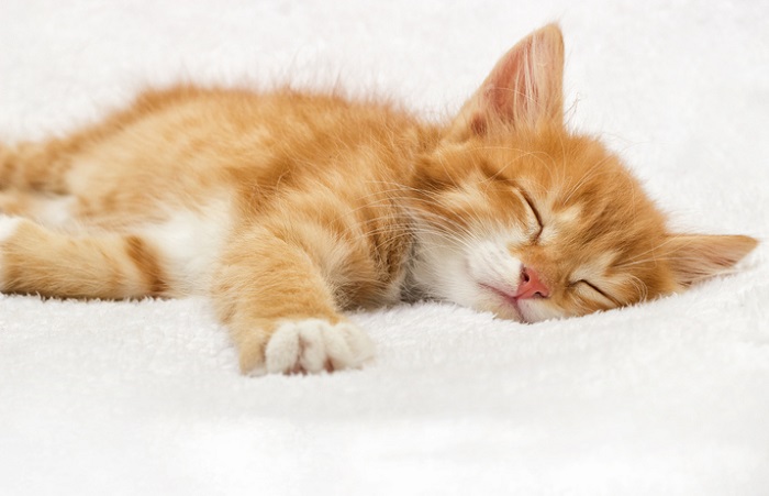 ginger tabby kitten sleeping on a fluffy blanket